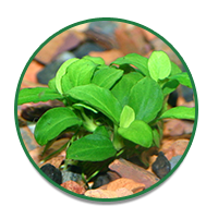 Explore Aquarium Plants